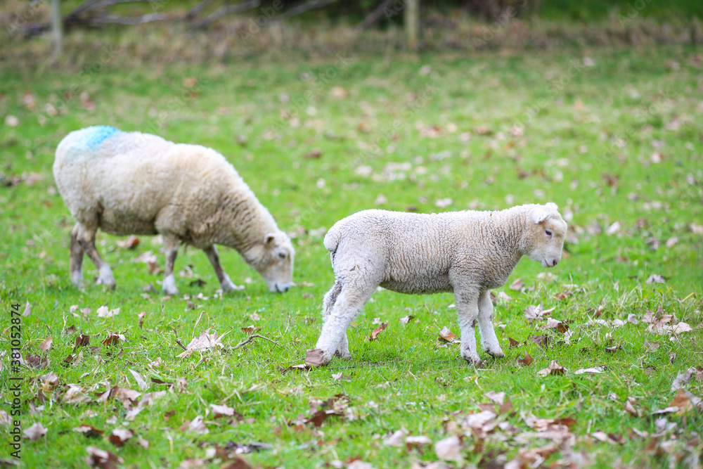 Sheep in the pasture, Wenderholm Regional Park, New Zealand
Sheep in the pasture, Wenderholm Regional Park, New Zealand
