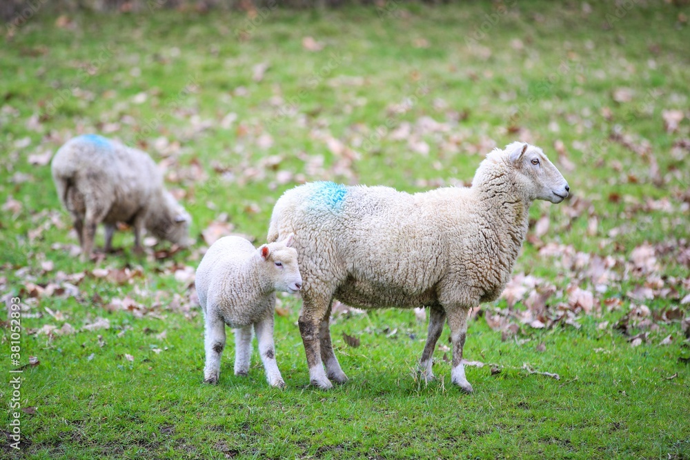 Sheep in the pasture, Wenderholm Regional Park, New Zealand
Sheep in the pasture, Wenderholm Regional Park, New Zealand