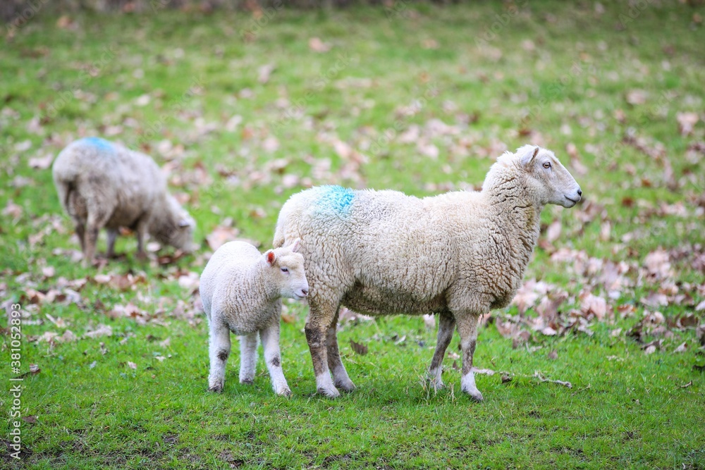 Sheep in the pasture, Wenderholm Regional Park, New Zealand
