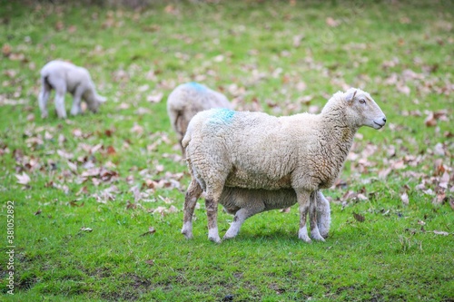 Sheep in the pasture, Wenderholm Regional Park, New Zealand 