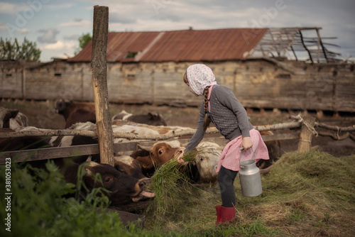 Picture of a girl on a farm in the country. Feeds a cow with hay. photo