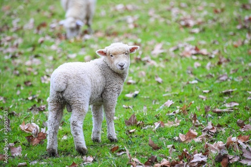 Sheep in the pasture, Wenderholm Regional Park, New Zealand
 photo