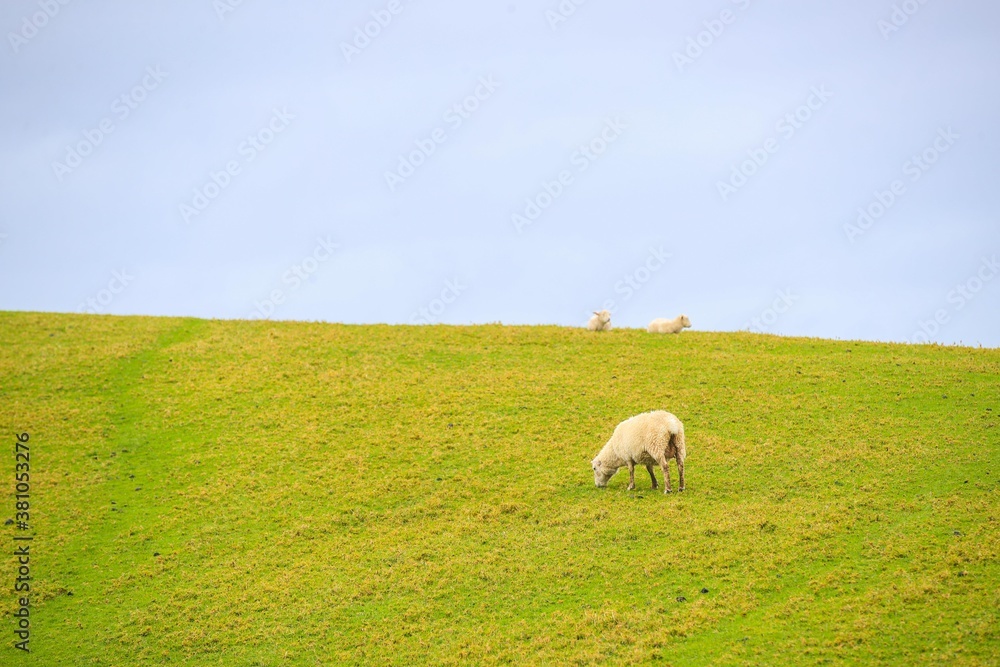 Sheep in the pasture, Tawharanu, New Zealand