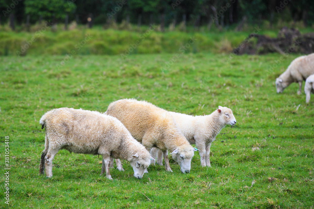 Sheep in the pasture, Tawharanui Regional Park, New Zealand Sheep in the pasture, Tawharanui Regional Park, New Zealand