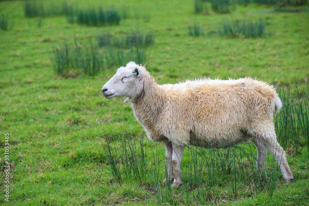 Fototapeta premium Sheep in the pasture, Tawharanui Regional Park, New Zealand