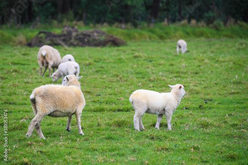 Sheep in the pasture, Tawharanui Regional Park, New Zealand