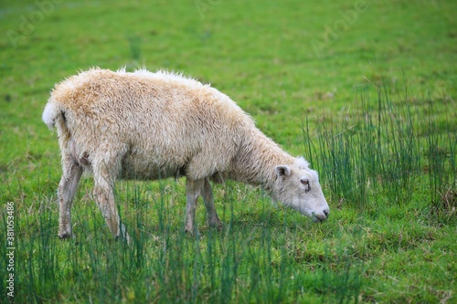 Sheep in the pasture, Tawharanui  Regional Park, New Zealand © youli