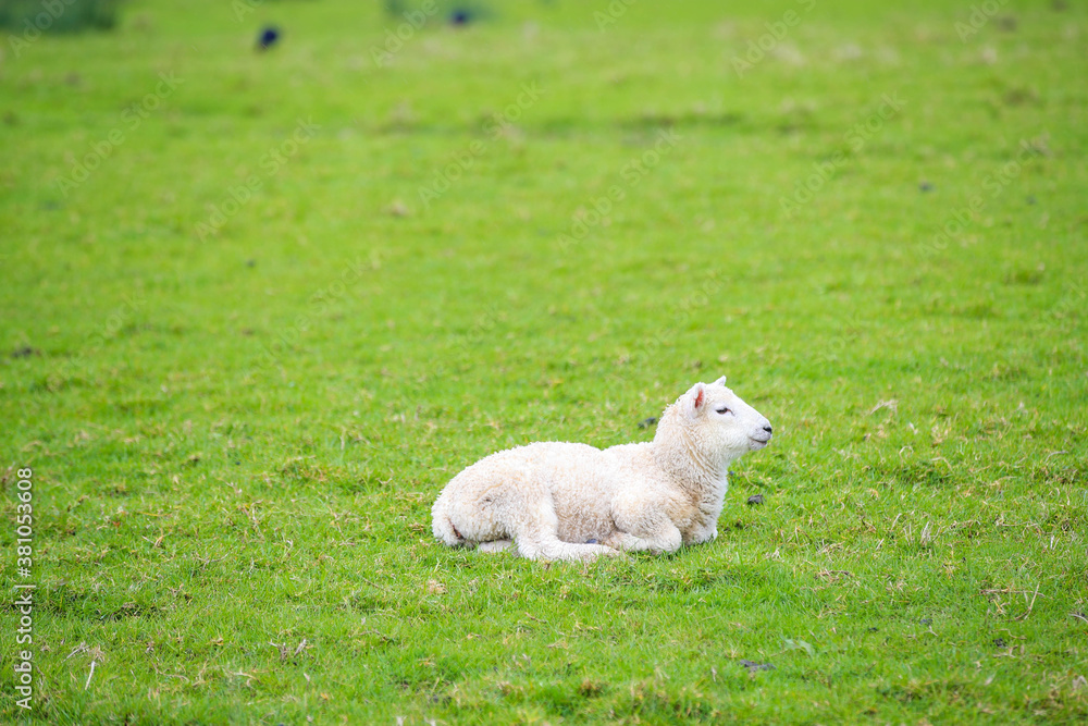 Sheep in the pasture, Tawharanui Regional Park, New Zealand Sheep in the pasture, Tawharanui Regional Park, New Zealand