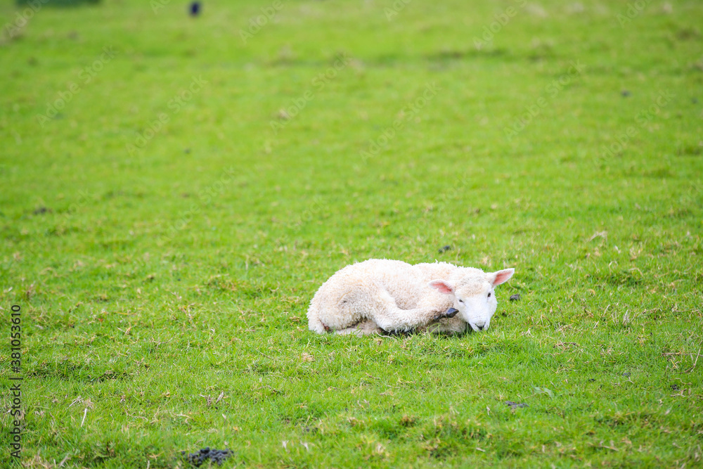 Sheep in the pasture, Tawharanui  Regional Park, New Zealand