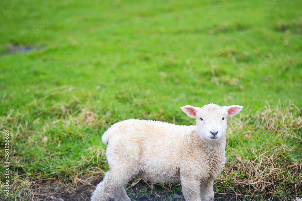 Sheep in the pasture, Tawharanui Regional Park, New Zealand Sheep in the pasture, Tawharanui Regional Park, New Zealand