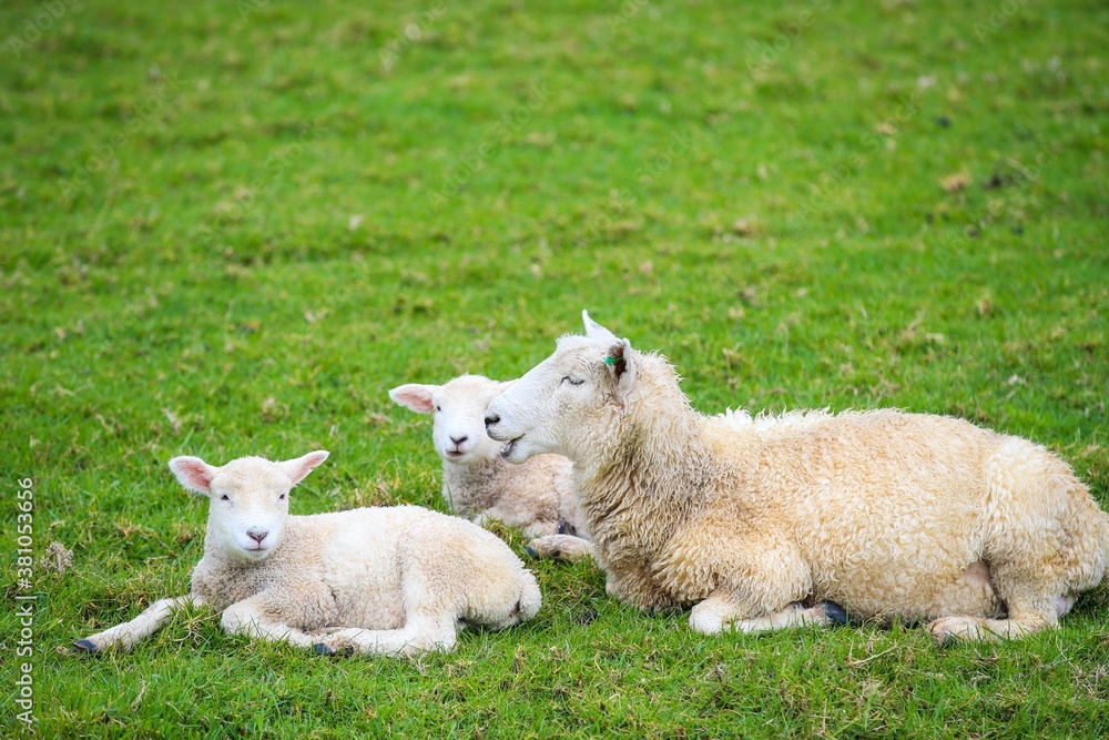 Sheep in the pasture, Tawharanui Regional Park, New Zealand Sheep in the pasture, Tawharanui Regional Park, New Zealand