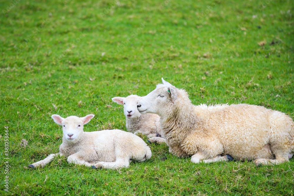 Sheep in the pasture, Tawharanui Regional Park, New Zealand Sheep in the pasture, Tawharanui Regional Park, New Zealand