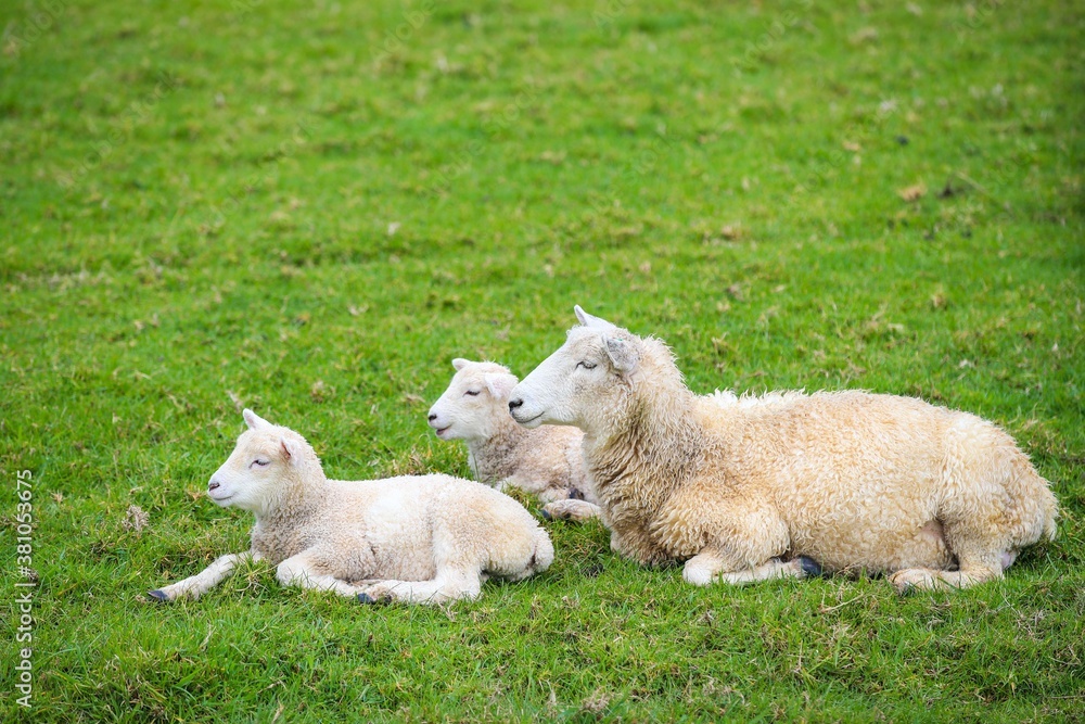 Sheep in the pasture, Tawharanui Regional Park, New Zealand Sheep in the pasture, Tawharanui Regional Park, New Zealand