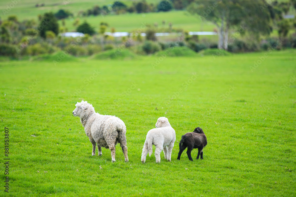 Sheep in the pasture, Gibbs Farm, Makarau, New Zealand
Sheep in the pasture, Gibbs Farm, Makarau, New Zealand