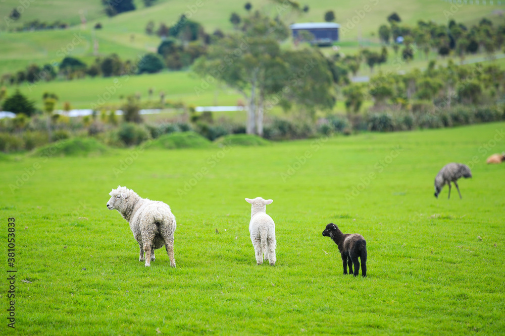 Sheep in the pasture, Gibbs Farm, Makarau, New Zealand
Sheep in the pasture, Gibbs Farm, Makarau, New Zealand