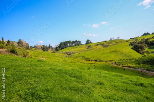 Cow in the pasture, North island, New Zealand. farms and ranches. green grass under blue sky