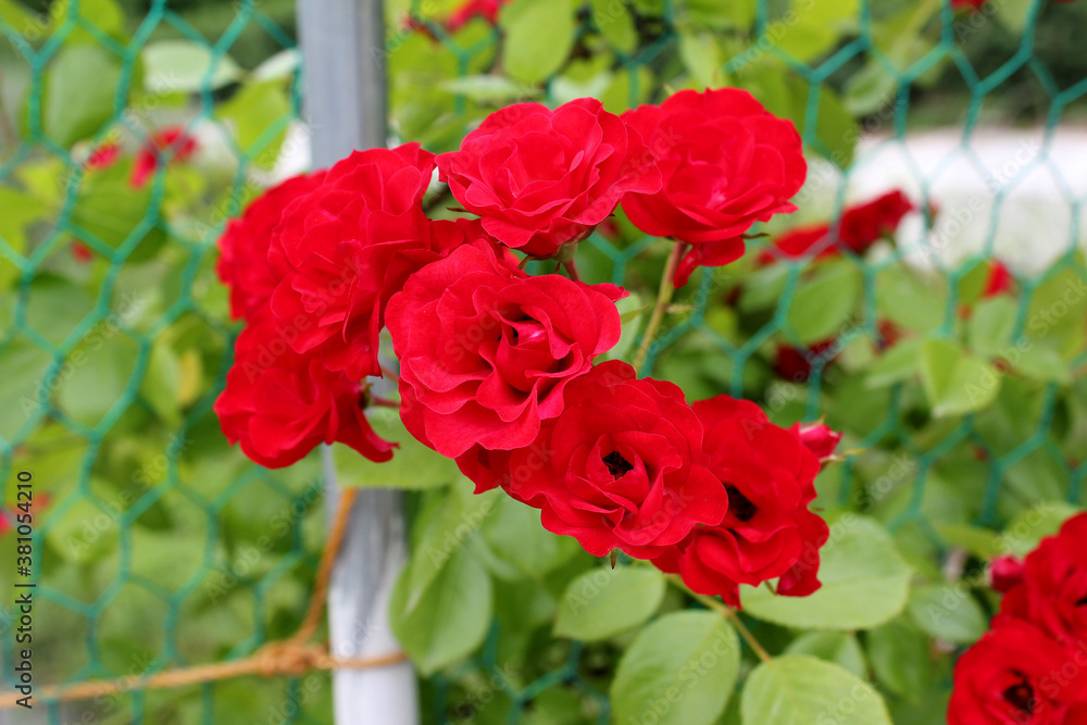 red rose vine in nature background .