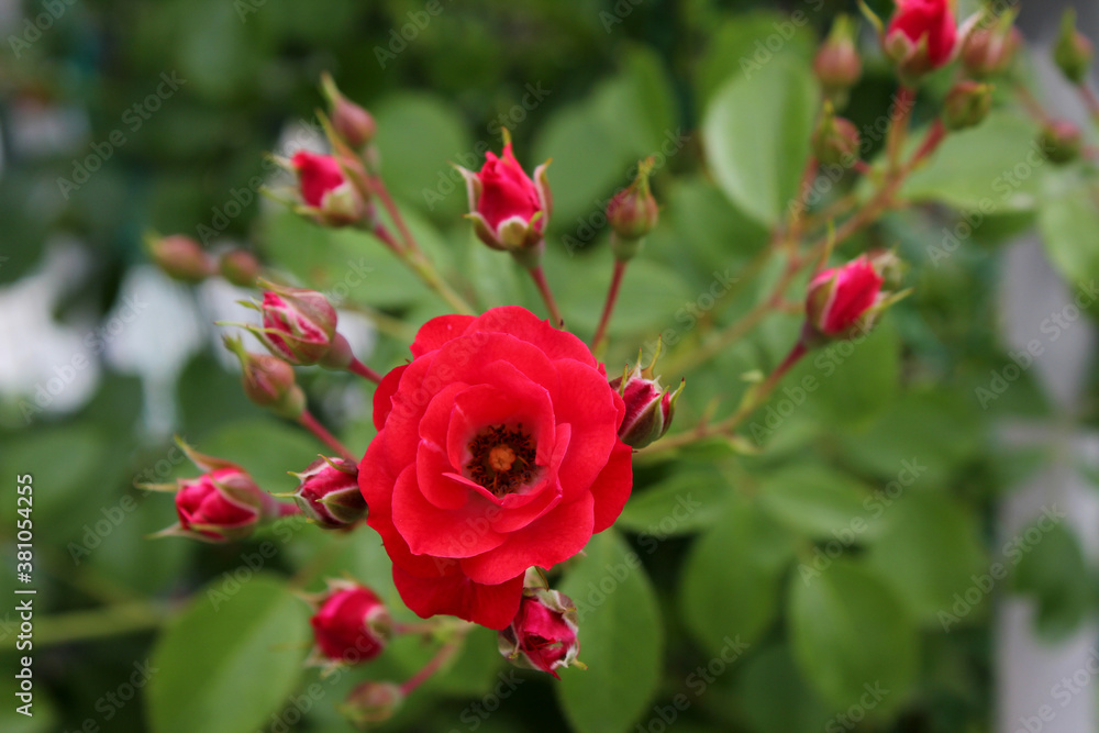 red rose in nature background .