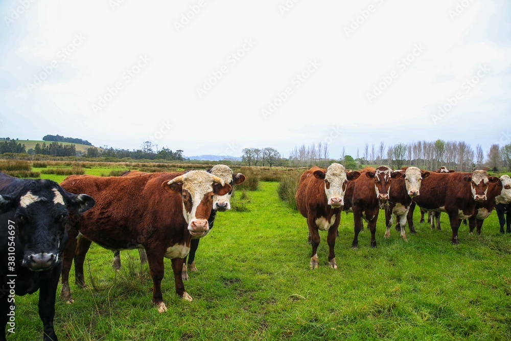 Cattle in the pasture, Matakana, New Zealand Cattle in the pasture, Matakana, New Zealand