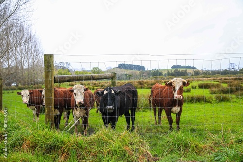 Cattle in the pasture, Matakana, New Zealand