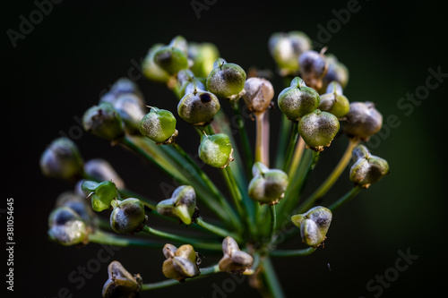 Seeds from Chinese chive  © Jasongeorge