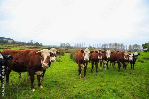 Cattle in the pasture, Matakana, New Zealand