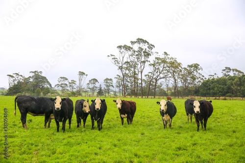 Fototapeta Naklejka Na Ścianę i Meble -  Cow in the pasture, 