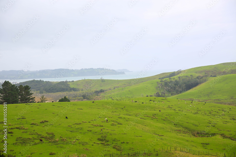 Sheep in the pasture, Tawharanui, New Zealand