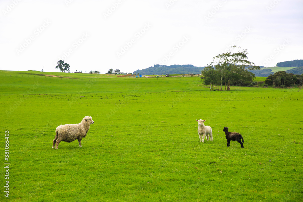 Fototapeta premium Sheep in the pasture, Gibbs Farm, Makarau, New Zealand