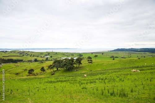 Wallpaper Mural Sheep in the pasture, Makarau, New Zealand Torontodigital.ca