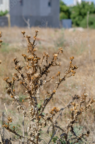 Dry bush of thistle in a field on a sunny summer day. © Mikhail