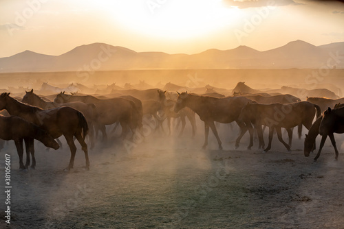 Western cowboy riding horses with dog in cloud of dust in the sunset