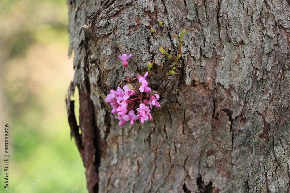 Pink flowers on side of a tree