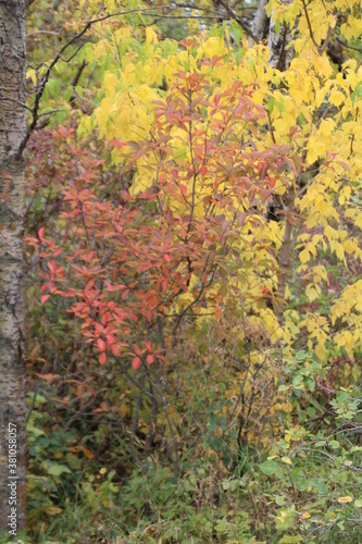 Fototapeta Naklejka Na Ścianę i Meble -  Autumn In The Trees, Pylypow Wetlands, Edmonton, Alberta