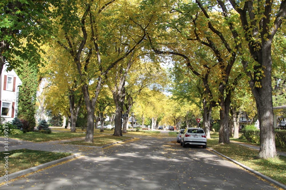 Autumn Among The Elms, Alexander Circle, Edmonton, Alberta