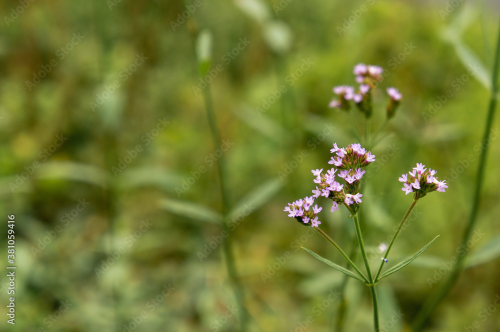 道端に咲く可憐な花 道端に咲く可憐な花