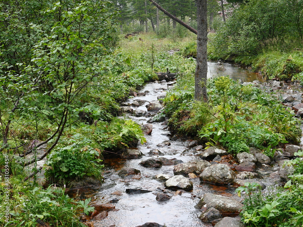 Mountain landscape. A stream runs through the forest. Mountain landscape. A stream runs through the forest.