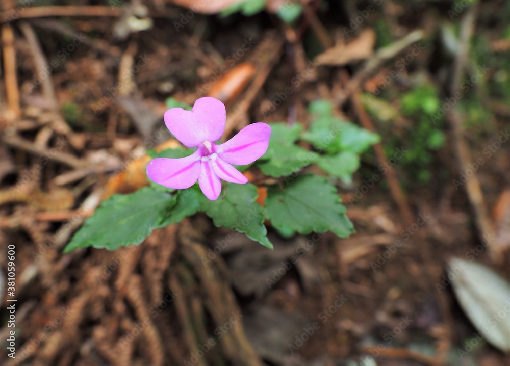 キリマンジャロの植物