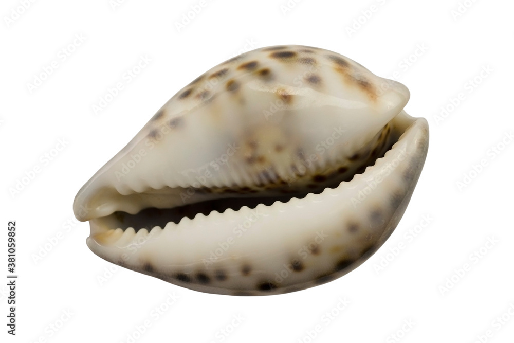 Seashell isolated on a white background without shadow Seashell isolated on a white background without shadow
