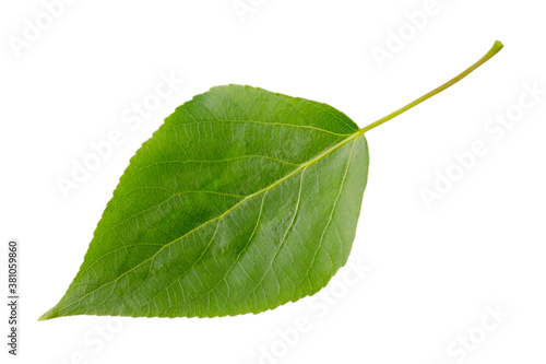 Green birch leaf isolated on a white background without shadow. Item for packaging, design, mockup and scene creator