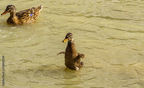 Na zdjęciu młode kaczątko pluskające się w wodzie pod opieką jednego z rodziców.
