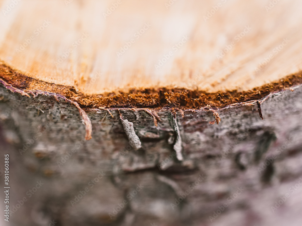 close up of a log