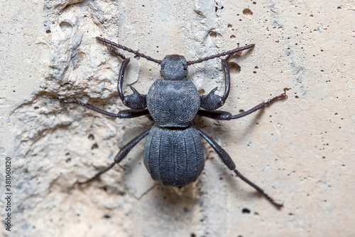 Wallpaper Mural Scaurus rugulosus beetle climbing a concrete wall on a sunny day Torontodigital.ca