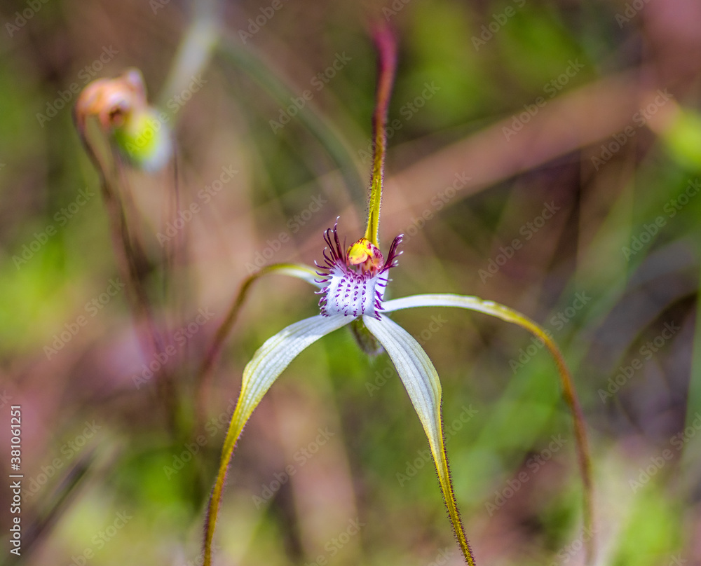 Close up of native West Australian orchid Close up of native West Australian orchid