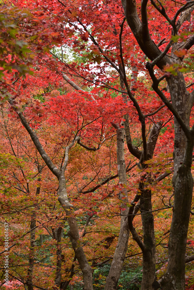 色とりどりの紅葉 色とりどりの紅葉
