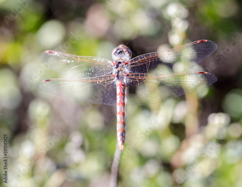 Variegated Meadowhawk (Adult Male) Dragonfly. La Honda Creek, San Mateo County, California, USA.