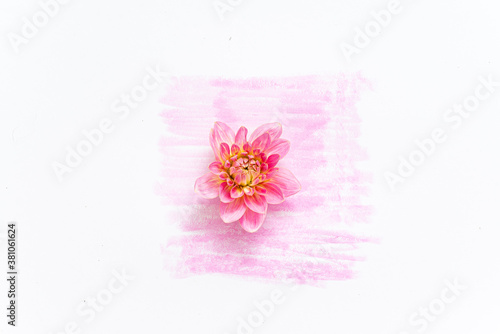 pink dahlia on the pink background