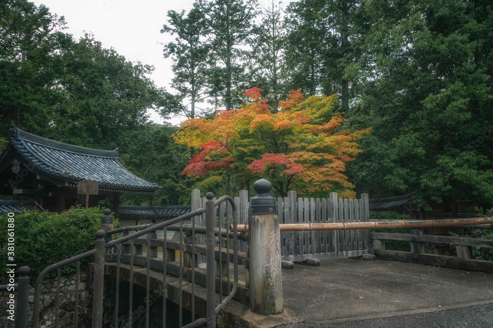京都、西芳寺 (苔寺) の総門と紅葉 京都、西芳寺 (苔寺) の総門と紅葉
