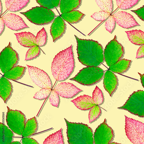 Leaves of blackberry isolated on a beige background. Autumn leaf of blackberry. Red leaves pattern