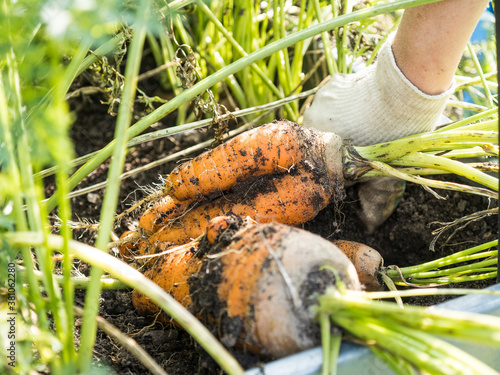Picking carrot in the garden